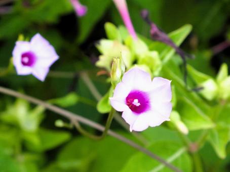 ipomoea triloba ipomoea trilobaの写真