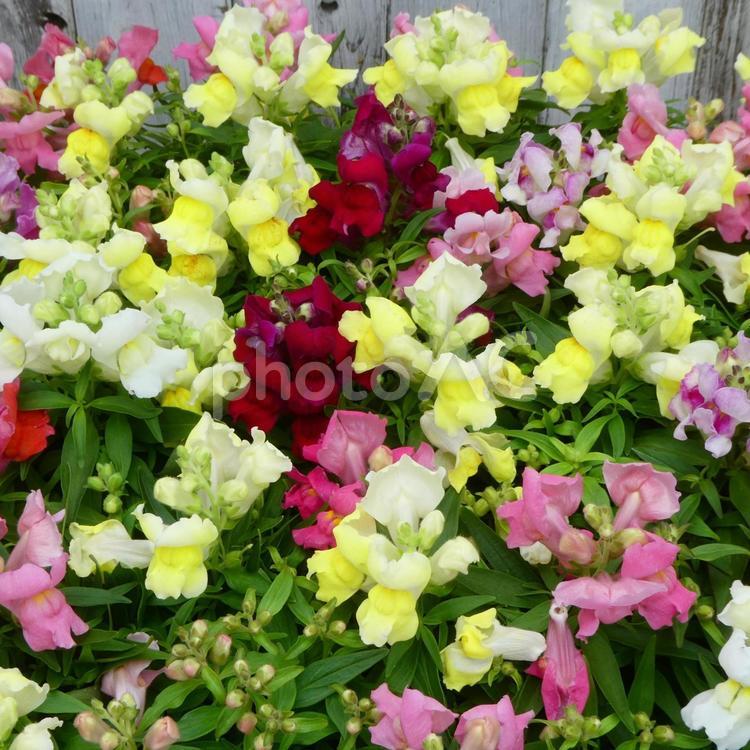 色とりどりの金魚草の花 花,金魚草,色とりどりの写真素材