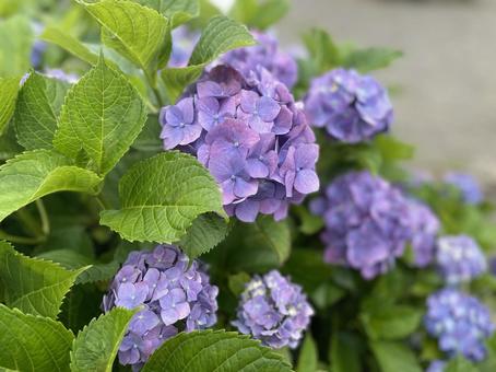 Hydrangea 1, JPG