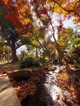 落ち葉が敷き詰められた小川沿いの散歩道 木漏れ日,小川,清流の写真素材