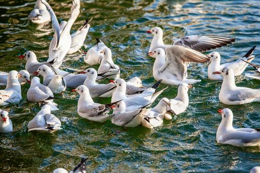 カモメの群れ カモメの群れ カモメ,鴎,鷗の写真素材