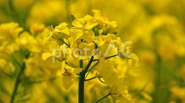 安平町の菜の花畑5 菜の花,菜の花畑,黄色の写真素材