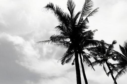 モノクロのヤシの木のシルエットと雲 ヤシの木,ヤシ,シルエットの写真素材