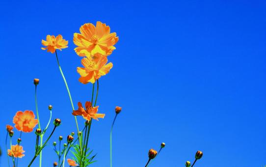 秋晴れの青空に映えるコスモスの花 秋晴れの青空に映えるコスモスの花の写真