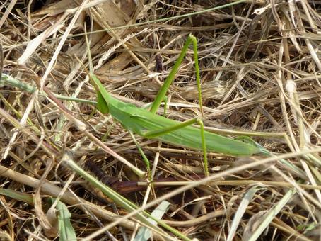 枯れ草の中を歩くショウリョウバッタ 枯れ草の中を歩くショウリョウバッタ ショウリョウバッタ,バッタ,虫の写真素材