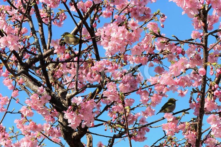 満開のカワヅザクラと、二羽のメジロ 桜,カワヅザクラ,河津桜の写真素材