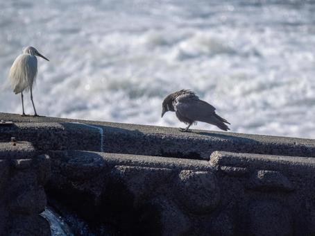 水辺のコサギとカラス コサギ,鳥,野鳥の写真素材