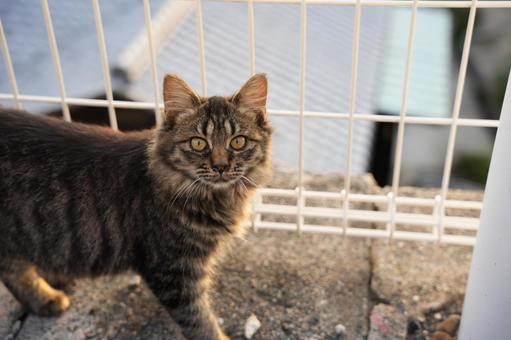 The island cats of Naoshima, Setouchi, bathed in the sunset, JPG The island cats of Naoshima, Setouchi, bathed in the sunset, JPG