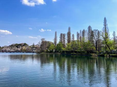 休日の井の頭恩賜公園 東京都 休日の井の頭恩賜公園 東京都の写真