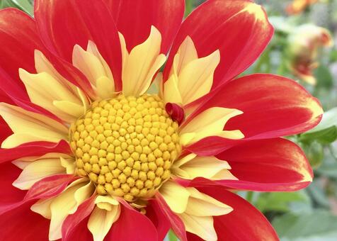 Dahlia (yellow / orange), JPG