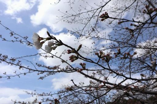 桜 桜の写真
