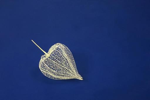 網ホオズキ 網ホオズキの写真