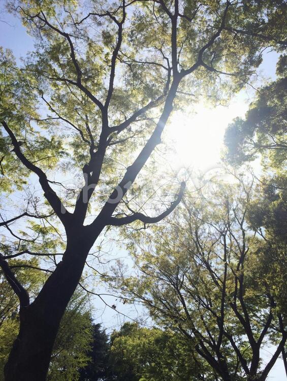 綺麗な木漏れ日 木漏れ日,太陽,木の写真素材