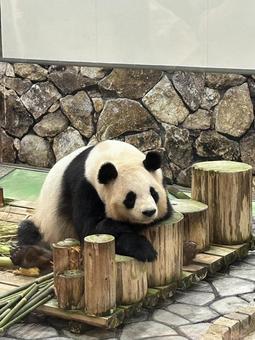 ジャイアントパンダ ジャイアントパンダの写真