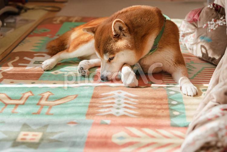 まったりくつろいで寝る体勢に入る柴犬 柴犬,しばいぬ,日本犬の写真素材