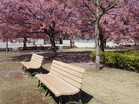 Photo, park, kawazu cherry tree, petal, 