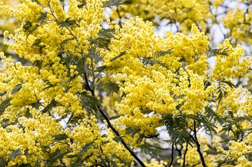 満開を迎えたミモザの花 ミモザ,花,春の写真素材