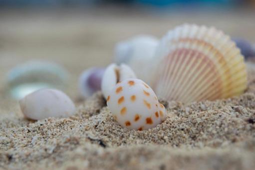 Photo, shell, sea, beach, 