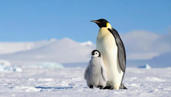南極のペンギンの親子 南極のペンギンの親子の写真