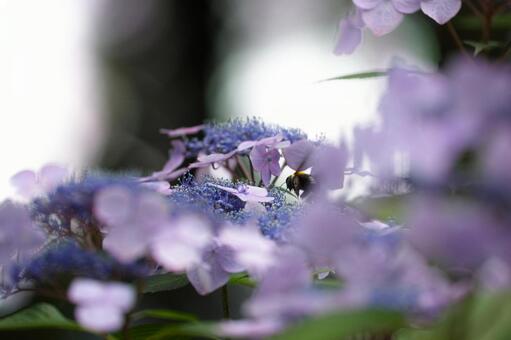 紫陽花 紫陽花の写真