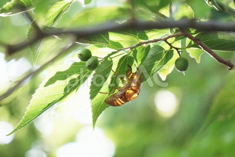 蝉の抜け殻③ 蝉の抜け殻,セミの抜け殻,自然の写真素材