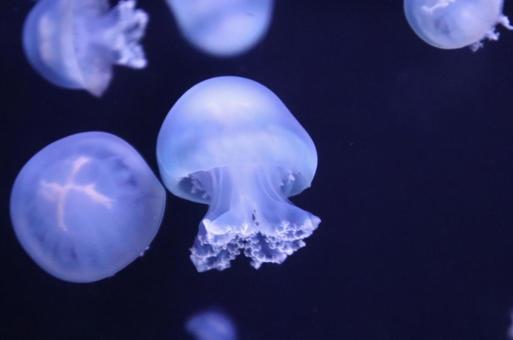 水クラゲの写真