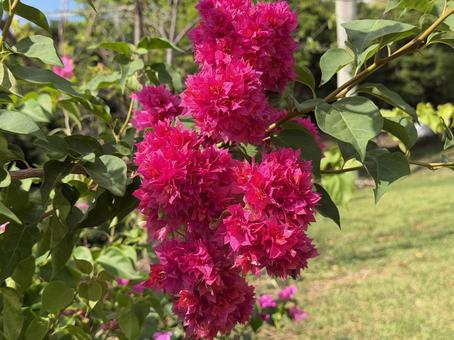 ブーゲンビリアの写真