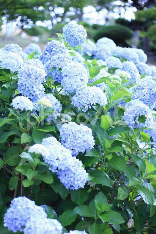 アジサイ 紫陽花,アジサイ,青の写真素材