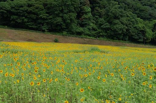 横須賀, くりはま花の国のひまわり畑 ひまわり,くりはま花の国,夏の写真素材