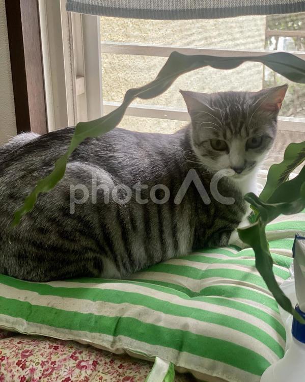 窓際でくつろぐサバシロ猫様　縦画像 猫,サバシロ,お座りの写真素材