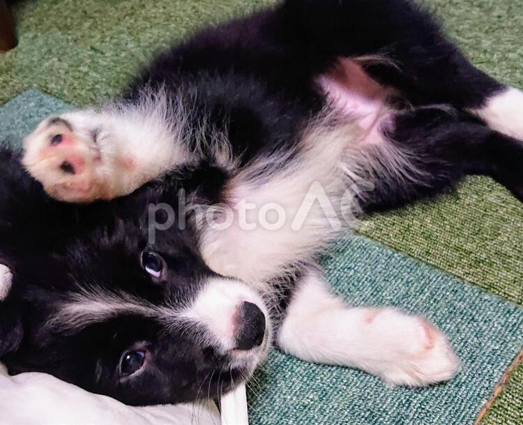 子犬の仕草 犬,ペット,可愛いの写真素材