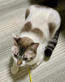 上から見たシャムミックス猫様　縦画像 猫,シャムトラ,微睡むの写真素材