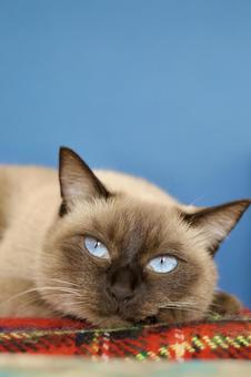 タータンチェック毛布に座るシャムミックス ねこ,シャムミックス,シャムの写真素材