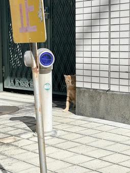 A stray cat pops out, JPG