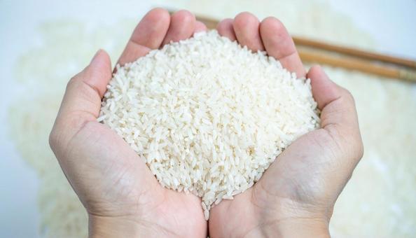 生の白米を持つ手 生の白米を持つ手の写真