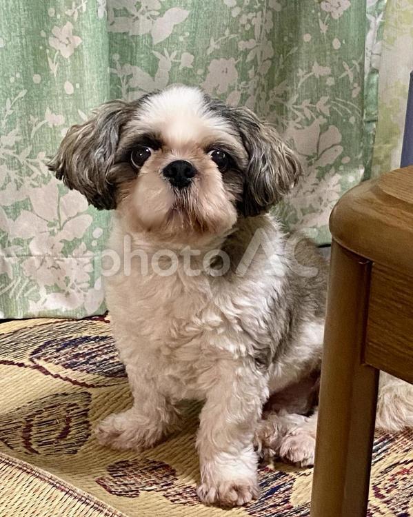 お座りしてこちらを見つめてくるシーズー犬 犬,シーズー,正面の写真素材