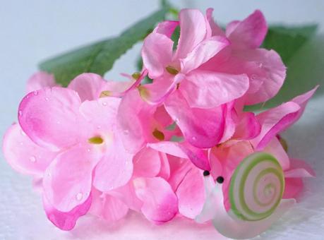 紫陽花とカタツムリ① 紫陽花とカタツムリ① 梅雨,紫陽花,花の写真素材