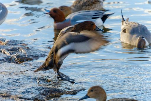 岩場で羽ばたくオナガガモ 岩場で羽ばたくオナガガモ オナガガモ,鳥,カモの写真素材