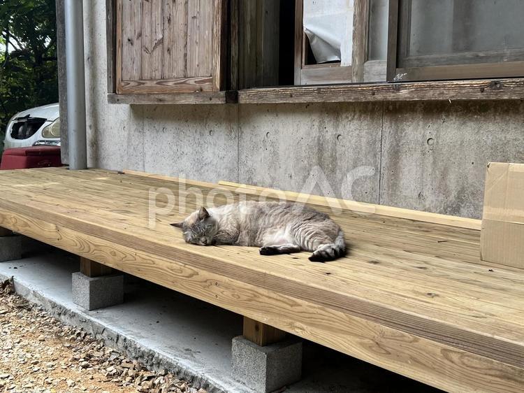 やちむんの里の猫3 やちむんの里,猫,野良猫の写真素材