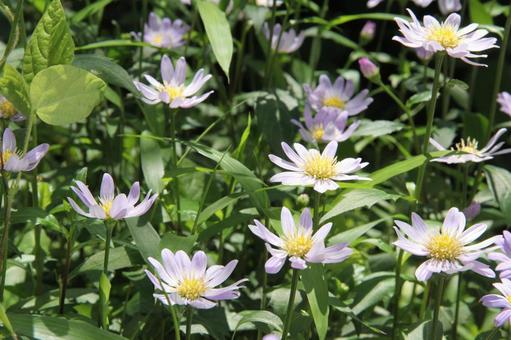 Photo, a flower, naive, miyako wasure, 