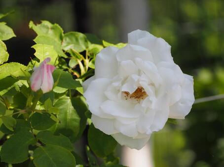 白いバラ　フラウカルルドルシュキ② バラ,薔薇,花の写真素材