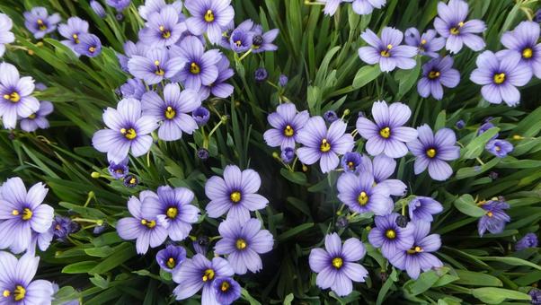 春の花 ニワゼキショウの花 春の花 ニワゼキショウの花 花,ニワゼキショウ,庭石菖の写真素材