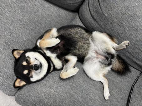 へそ天柴 へそ天柴 犬,柴犬,黒柴の写真素材