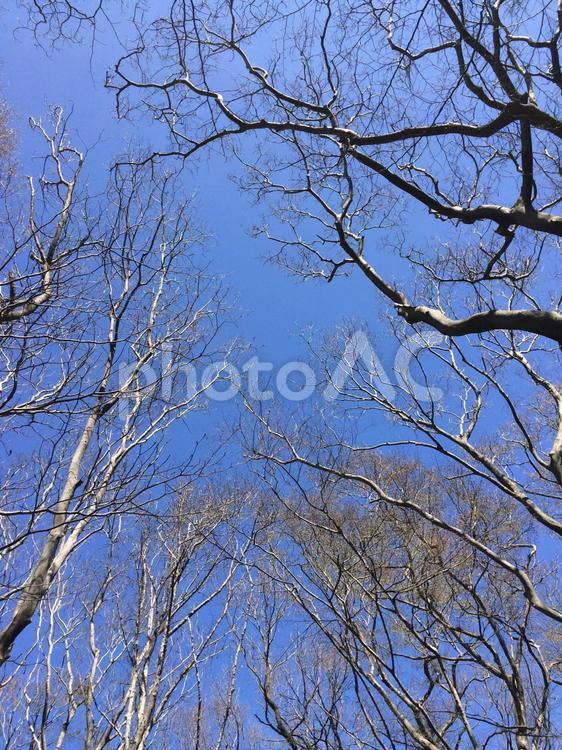 冬枯れの樹木 樹木,木,公園の写真素材