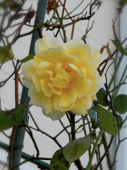 薔薇 薔薇の写真