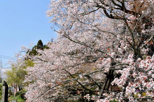 狩宿の下馬桜 狩宿の下馬桜 狩宿の下馬桜,アカメシロバヤマザクラ,桜の写真素材