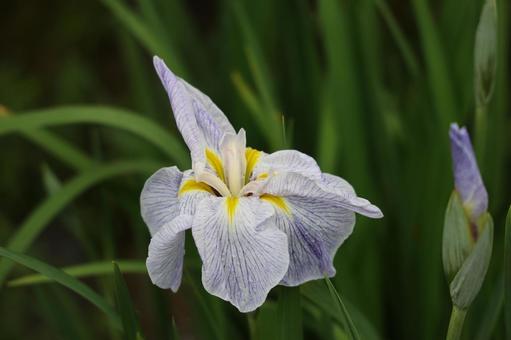 清らかな白と紫のハナショウブ ハナショウブ,花菖蒲,白の写真素材