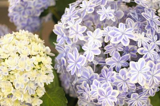 紫陽花 紫陽花の写真