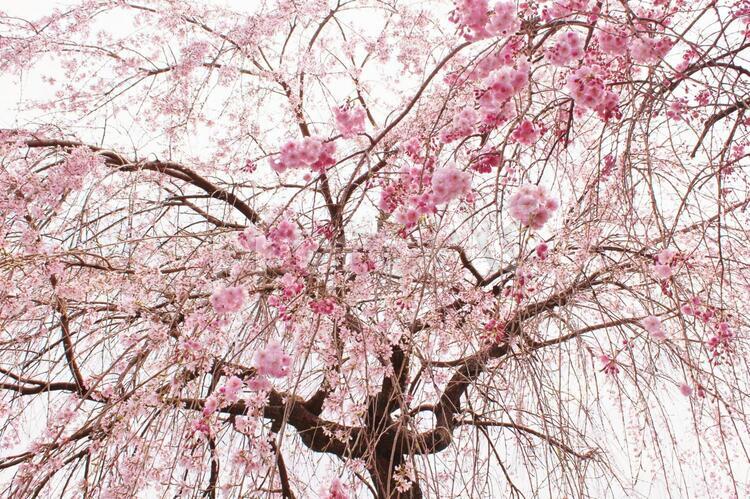 枝垂桜 枝垂桜,桜,さくらの写真素材