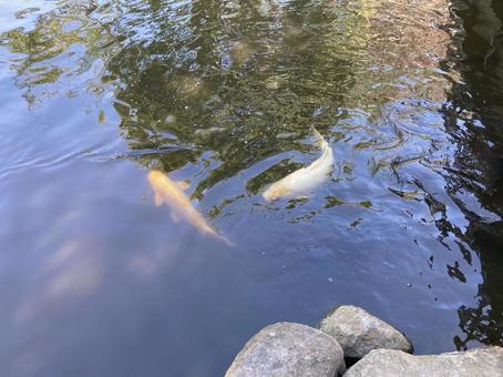 こい こい 暑い,夏,魚の写真素材